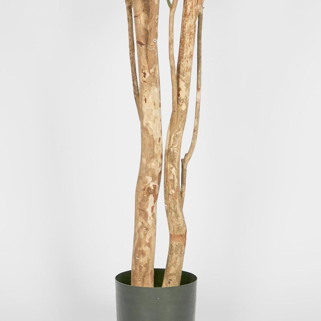 Olive Tree Multi Stem 280cm | Luxury home decor and furniture by Home Decor & Co
