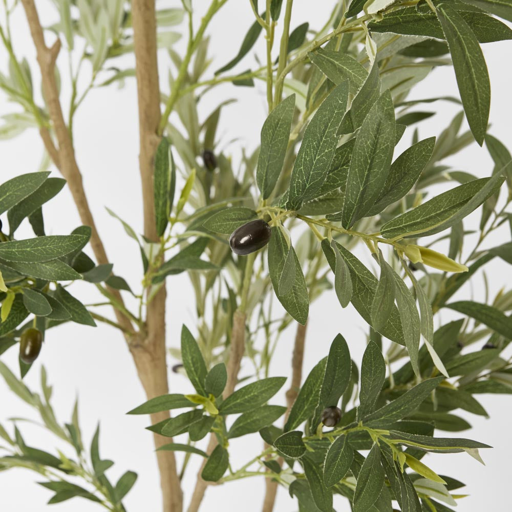 Verdant Olive Tree 180cm