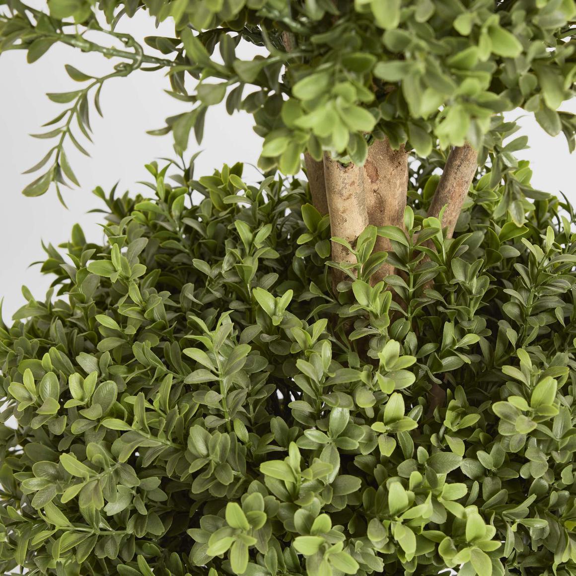 Boxwood Triple Ball Tree 1.2m