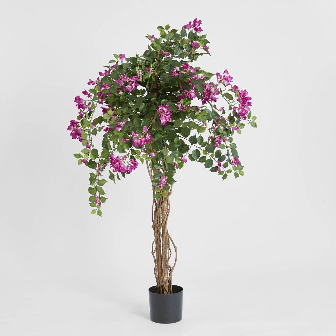 Bougainvillea Tree 1.6m | Luxury home decor and furniture by Home Decor & Co