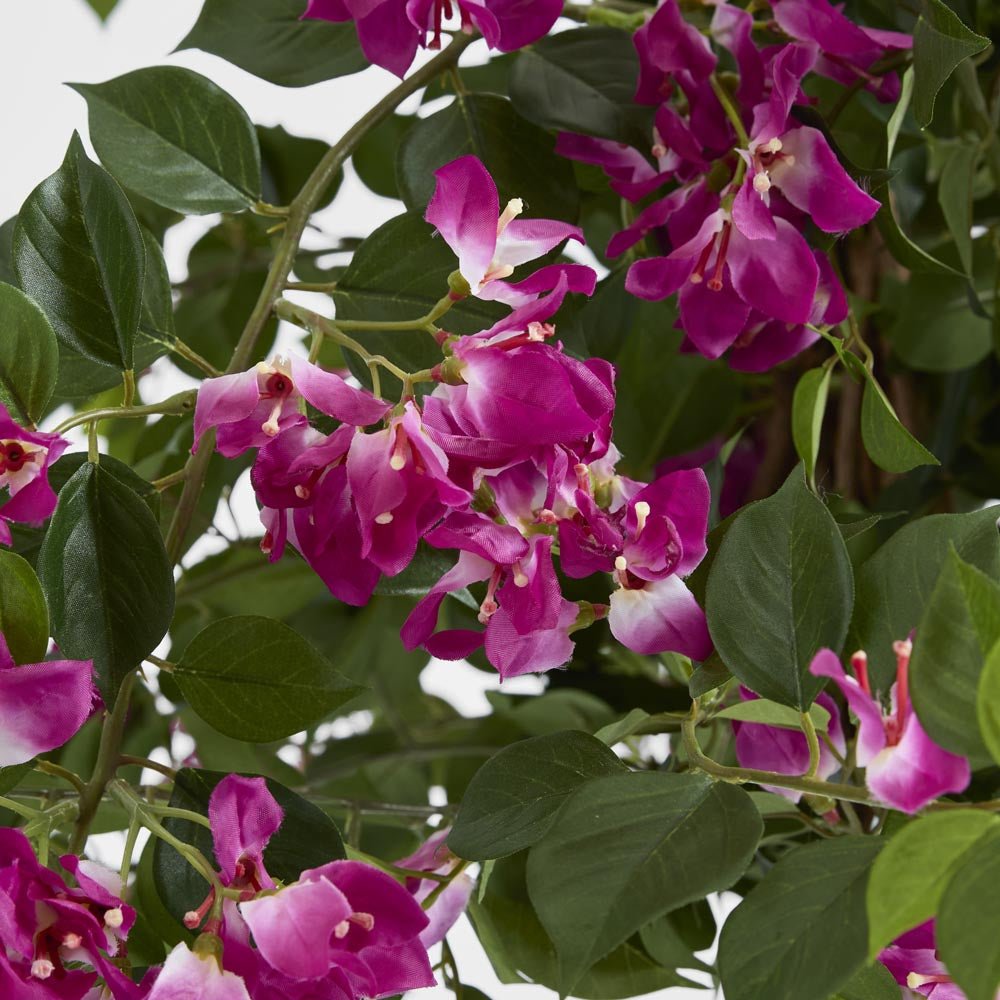 Bougainvillea Tree 1.6m | Luxury home decor and furniture by Home Decor & Co