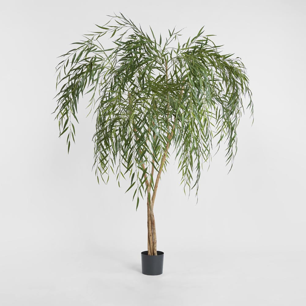 Willow Tree 1.8m