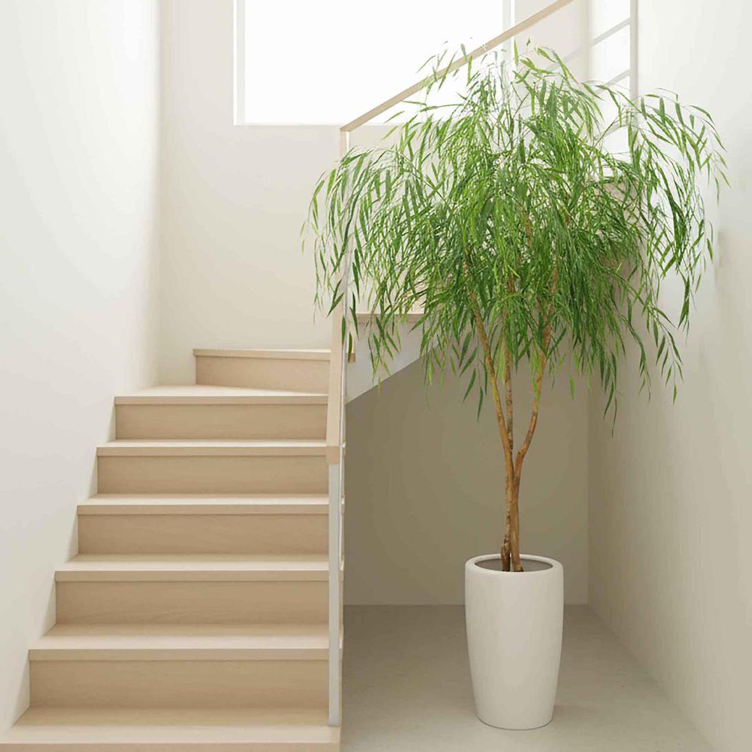Willow Tree 1.8m