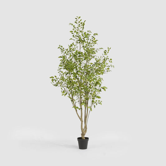 Real Touch Variegated Ficus 270cm | Luxury home decor and furniture by Home Decor & Co