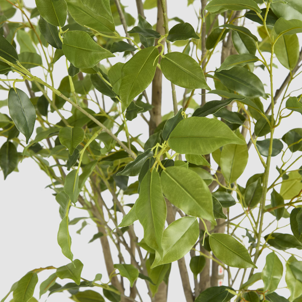 Real Touch Variegated Ficus 270cm