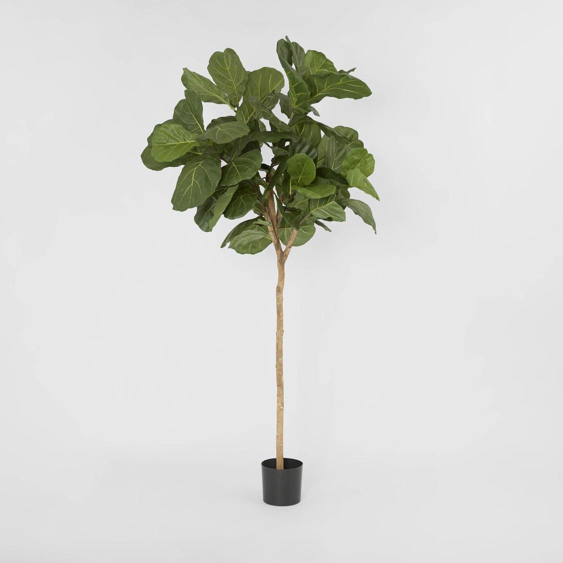 Fiddle Leaf Tree 215cm | Luxury home decor and furniture by Home Decor & Co