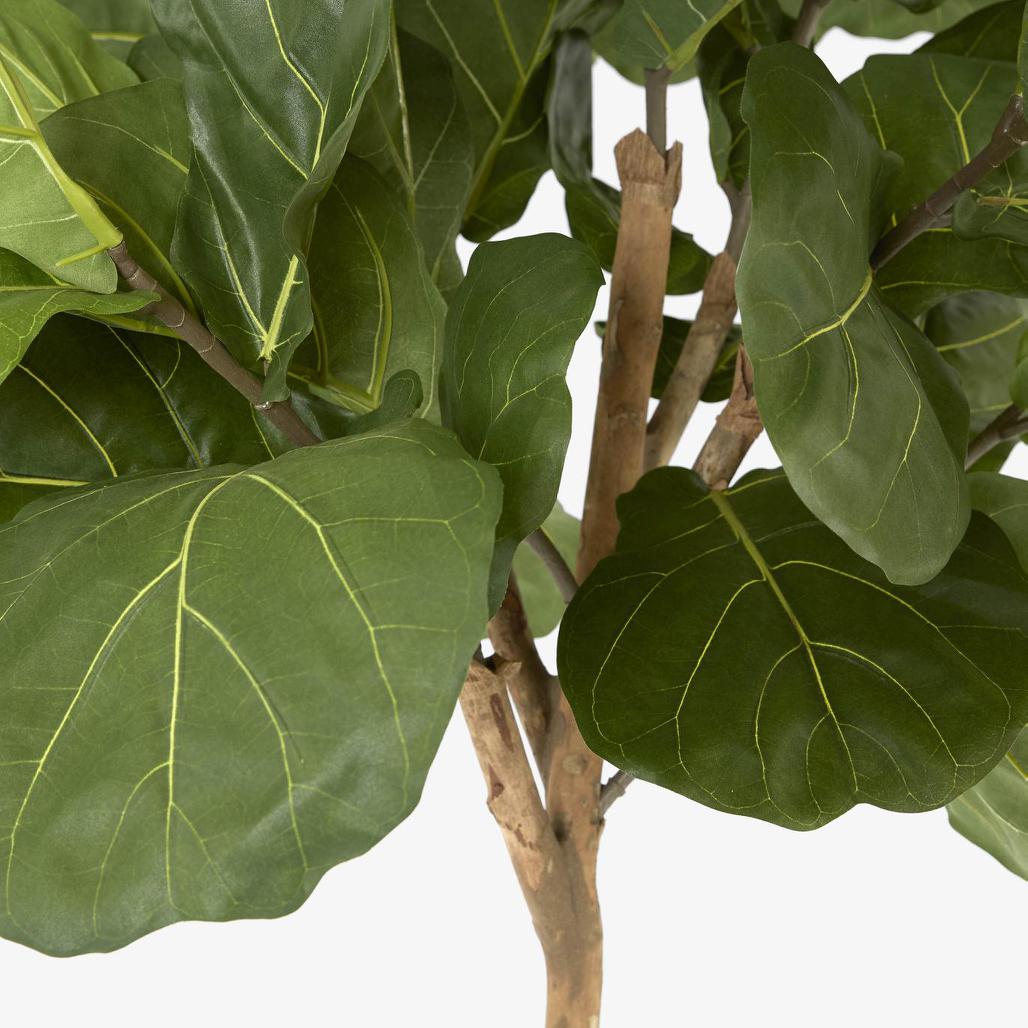 Fiddle Leaf Tree 215cm | Luxury home decor and furniture by Home Decor & Co