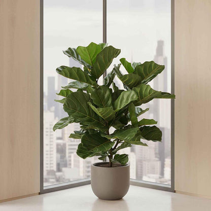 Fiddle Leaf Tree 93cm, view 4