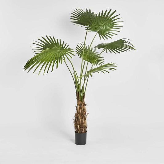 Fan Palm Tree 200cm | Luxury home decor and furniture by Home Decor & Co