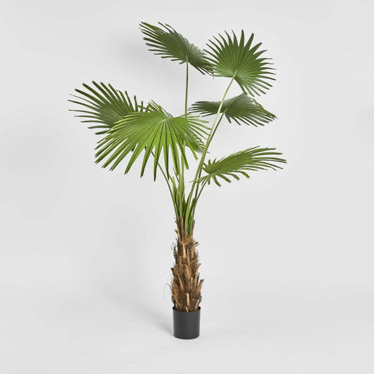 Fan Palm Tree 200cm | Luxury home decor and furniture by Home Decor & Co