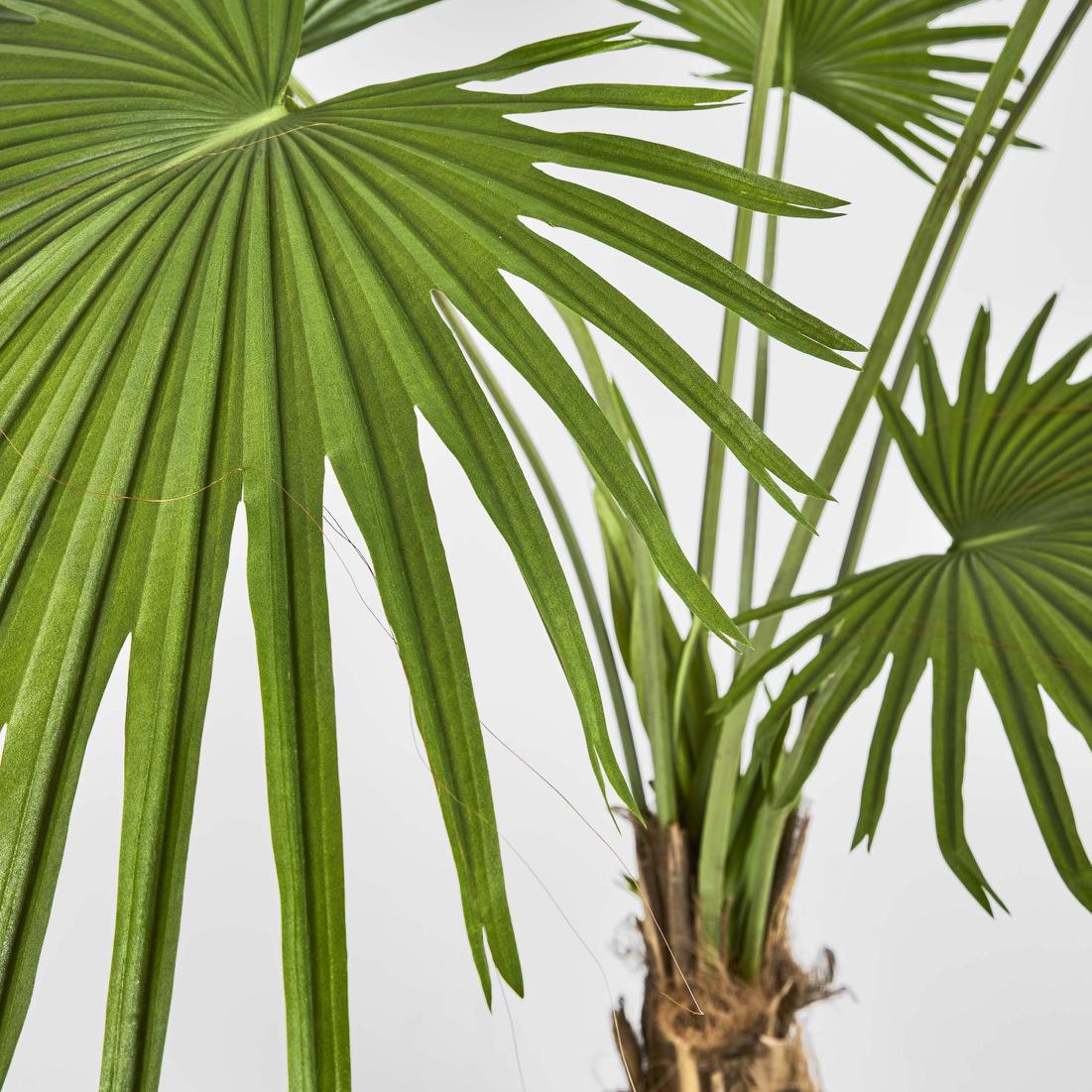 Fan Palm Tree 200cm