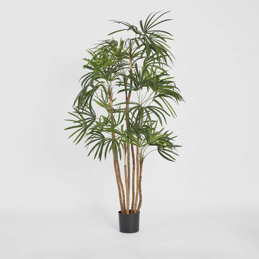 Honey Lady Palm 1.4m | Luxury home decor and furniture by Home Decor & Co