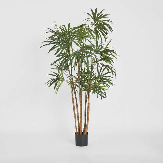 Honey Lady Palm 1.4m, view 2