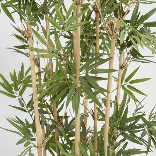 Japanese Bamboo Tree 1.2m, view 2