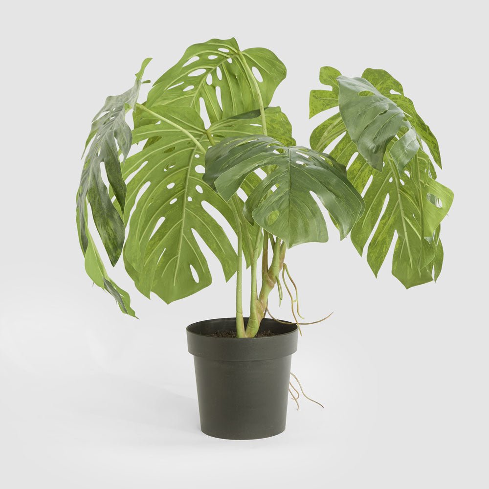 Variegated Monstera Bush 79cm in Black Pot | Luxury home decor and furniture by Home Decor & Co