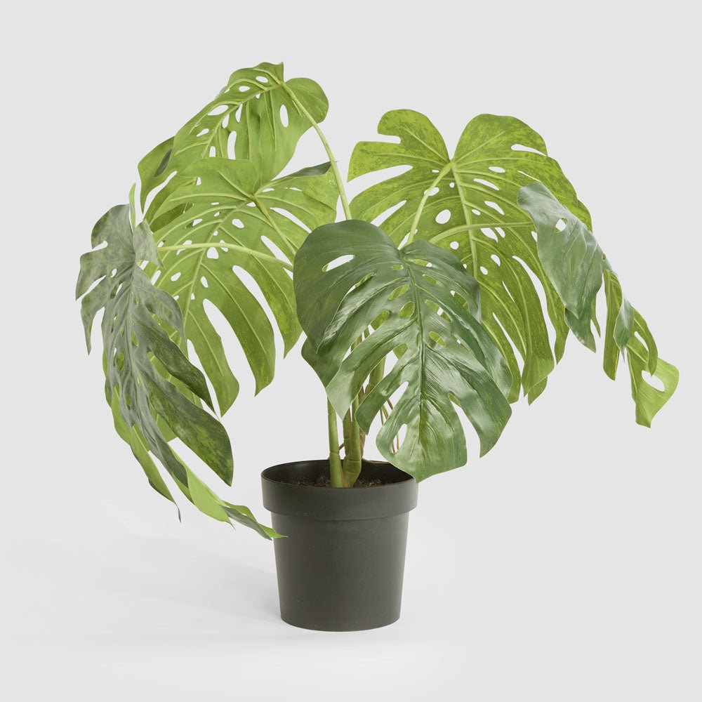 Variegated Monstera Bush 79cm in Black Pot | Luxury home decor and furniture by Home Decor & Co