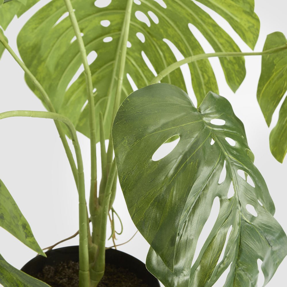 Variegated Monstera Bush 79cm in Black Pot | Luxury home decor and furniture by Home Decor & Co