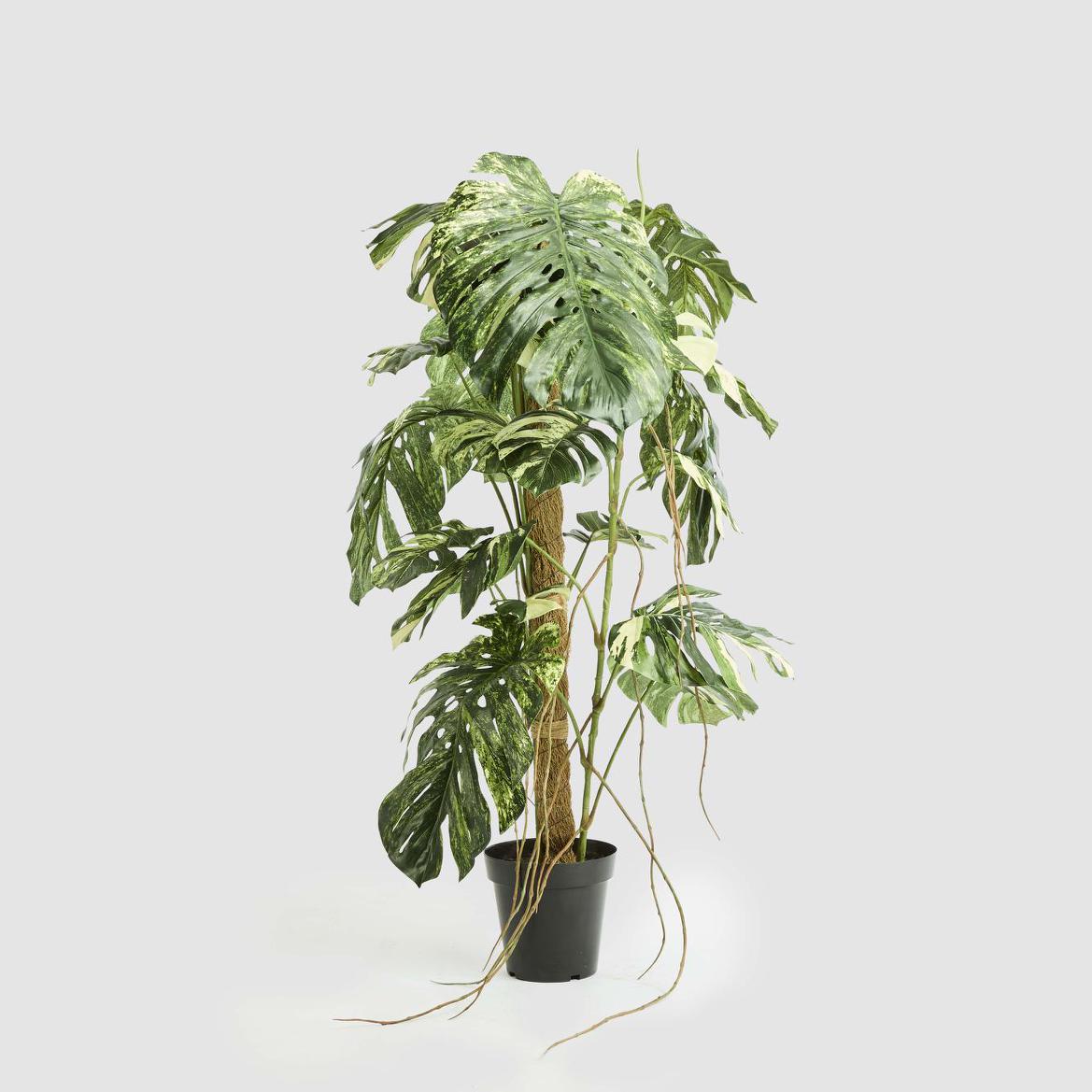 Variegated Monstera Plant 252cm