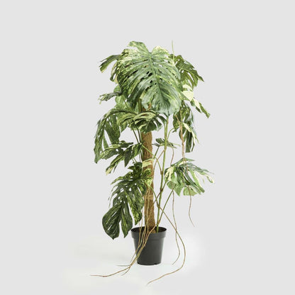 Variegated Monstera Plant 252cm