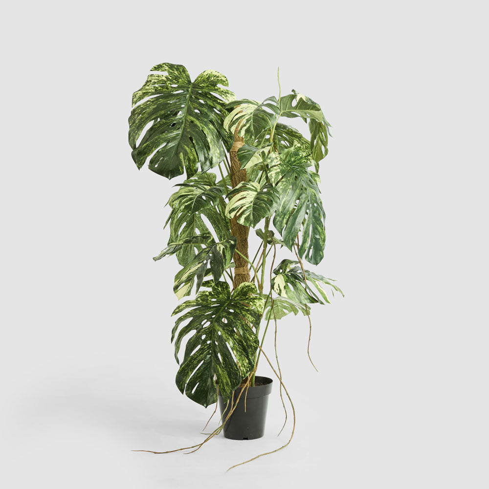 Variegated Monstera Plant 252cm