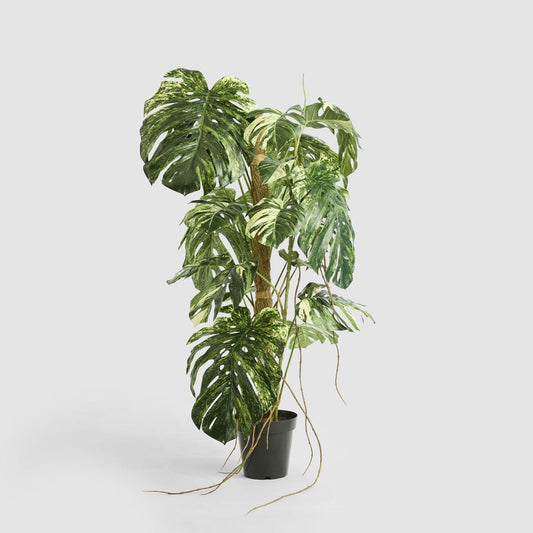 Variegated Monstera Plant 252cm, view 2