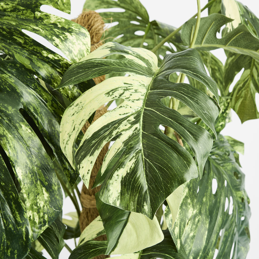 Variegated Monstera Plant 252cm