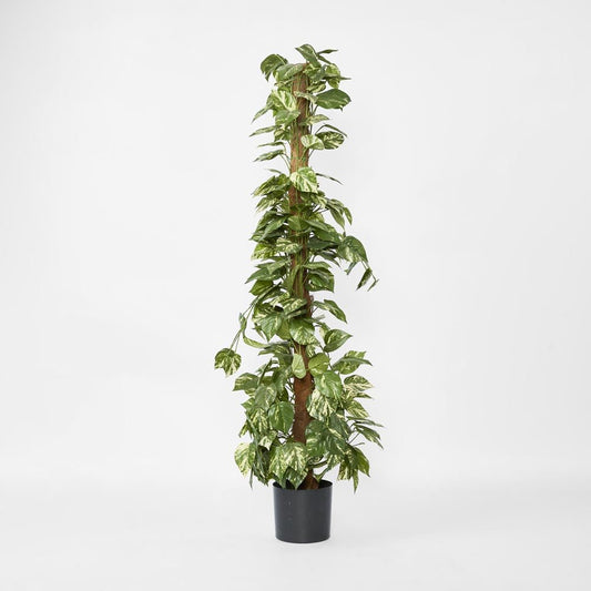 Pothos Vines on Coconut Pole 1.5m | Luxury home decor and furniture by Home Decor & Co
