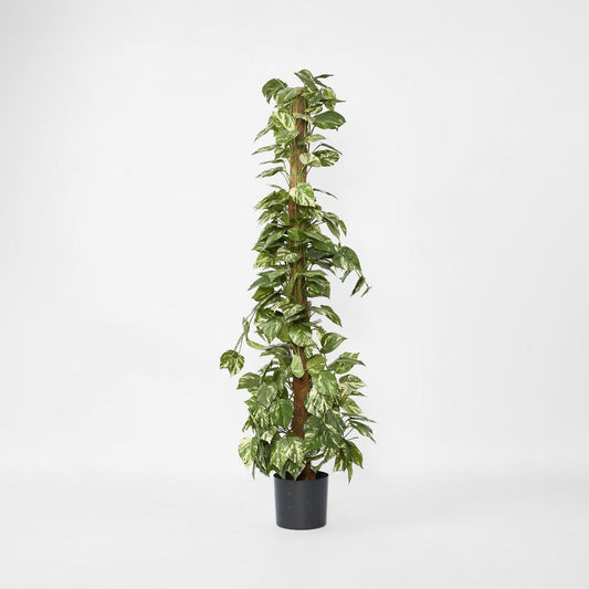 Pothos in Pot 1.2m | Luxury home decor and furniture by Home Decor & Co
