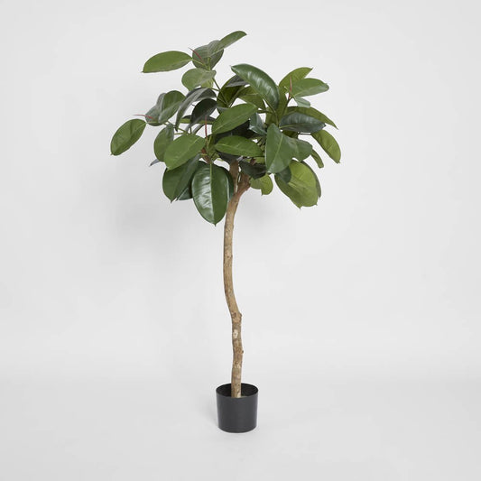 Rubber Plant Tree 1.2m, view 2