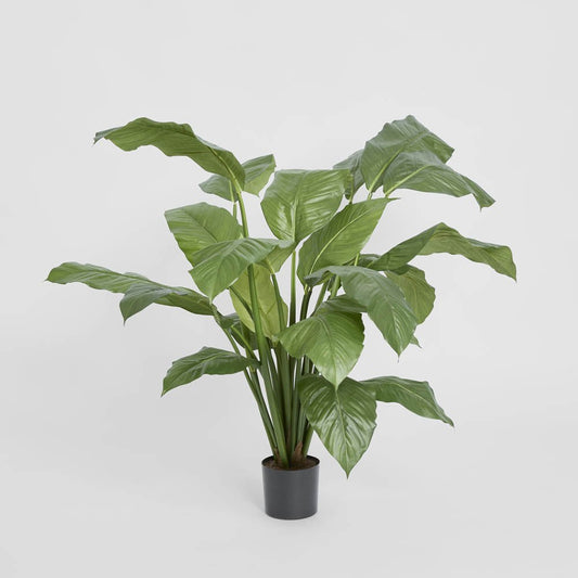Spathiphyllum Potted 1m, view 2