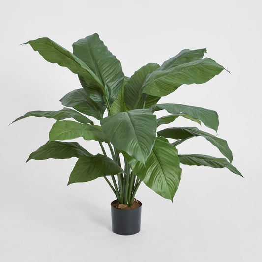 Spathiphyllum Potted 66cm, view 2
