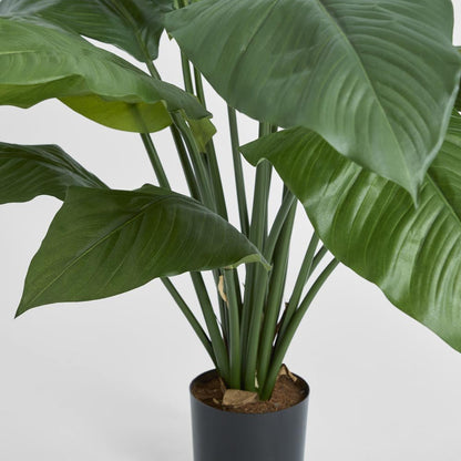 Spathiphyllum Potted 66cm, view 3