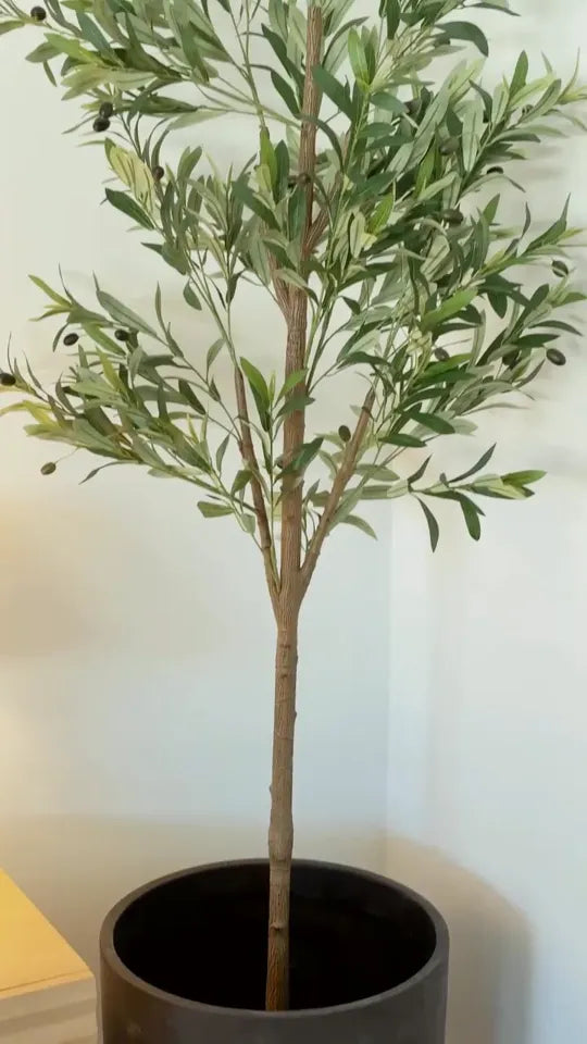An olive tree for the living room