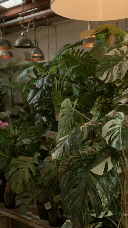 A room full of green